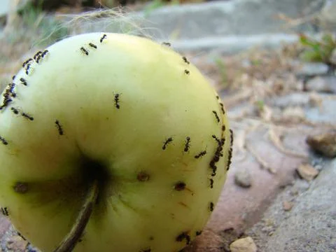 Ants Stock Photos