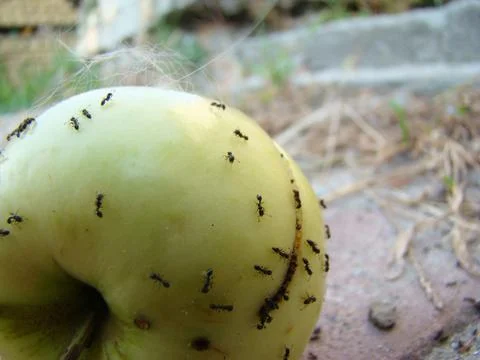 Ants Stock Photos