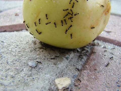 Ants Stock Photos