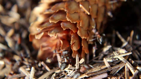 Ants on pine cone Video stock 22695858