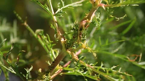 Ants on plant. Stock Footage 10747700