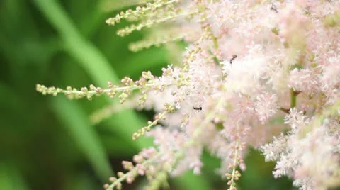 Ants on plant Stock Footage 22020585