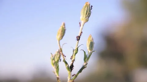 Ants on a plant 스톡 동영상 50907429