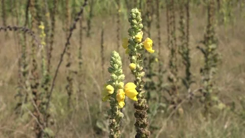 Ants on plants 库存影片 153606837