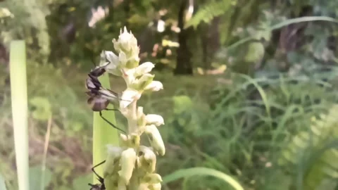 Ants playing on the grass Video stock 234754192