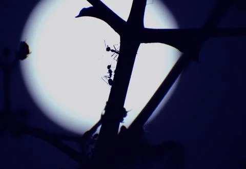 Ants playing on tree in full moon night Stock Photos