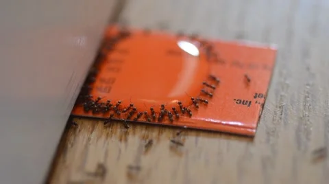 Ants on poison bait 스톡 동영상 41242889