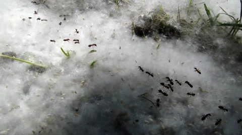 Ants in poplar flakes V Stock Footage 35716017