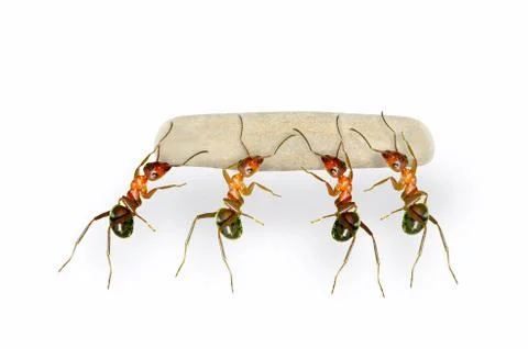 Ants porter Stock Photos