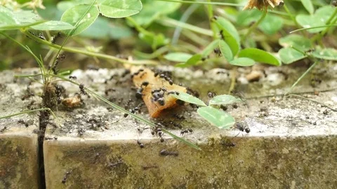 ANTS POWER Stock Footage 91805083