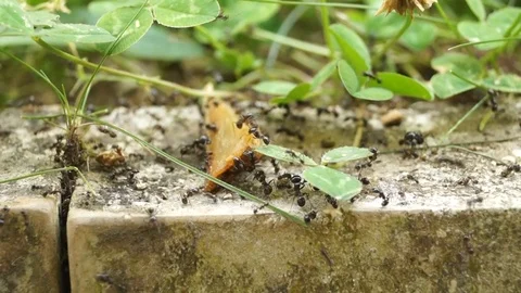 ANTS POWER Stock Footage 91805329