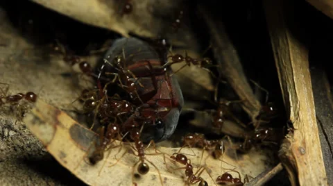 Ants with prey Beetle 1 of 4 Stock Footage 33032325