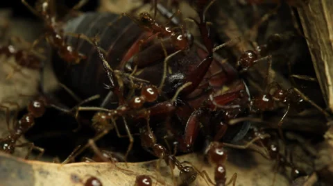 Ants with prey Beetle 2 of 4 Stock Footage 33032441