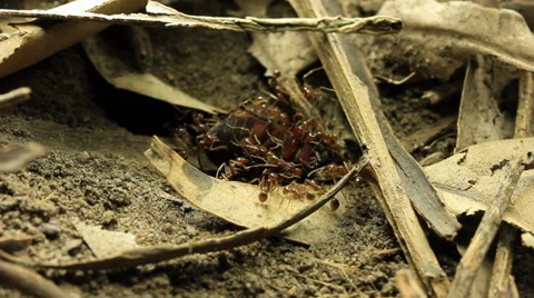 Ants with prey Beetle 3 of 3 Stock Footage 33032545