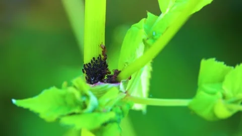 The ants protect the aphids and graze on the succulent plant stem. 스톡 동영상 141530633