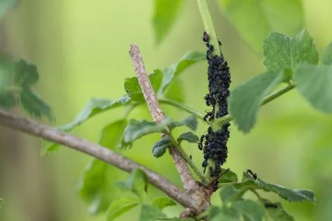 Ants protect the aphids Stock Photos