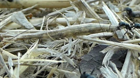 Ants pulling dried grass towards their nest - one gets stuck 9 of 14 Stock Footage 42099787