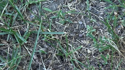 Ants Pulling an Egg from the Nest Stock Footage 337060529