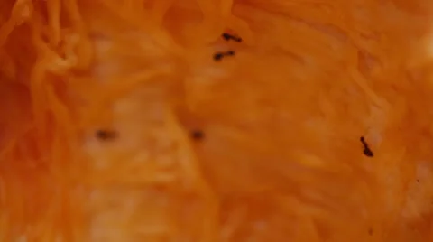 Ants in a Pumpkin Stock Footage 57750226