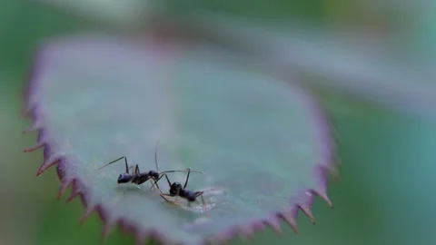 Ants on Purple Leaf Surface 스톡 동영상 338233718