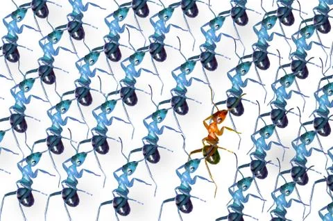 Ants queue Stock Illustration