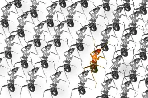 Ants queue Stock Illustration