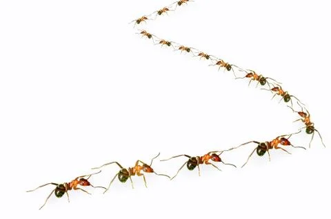 Ants queue Stock Photos