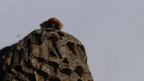 Ants raise larvae in wasp nests Stock Footage 271421087