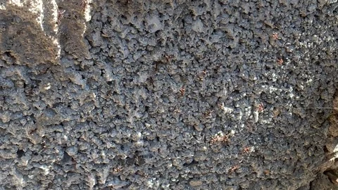 Ants is randomly scattered on wall bricks to find food Stockbeeldmateriaal 297777450