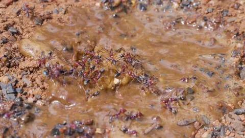 Ants React to Sudden Rainfall at Nest Entrance Video stock 314031803