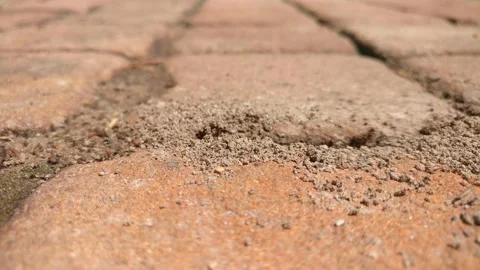 Ants Rejoice in the Sun Stock Footage 132292382