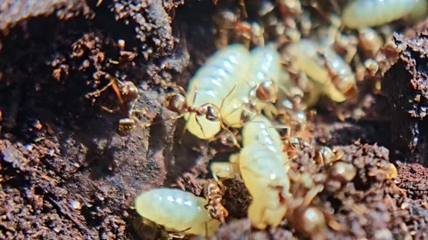 Ants Relocating White Larvae Through Dark Soil Stock Footage 335479551