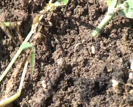 Ants rescueing eggs Stock Footage 328855