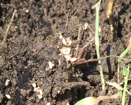 Ants rescueing eggs Stock Footage 328867