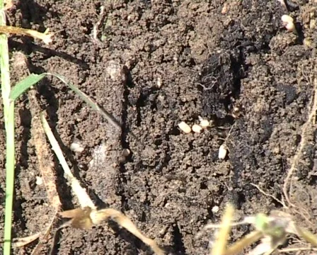 Ants rescueing eggs Vídeo Stock 328869