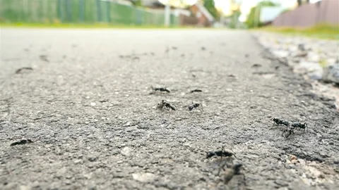 Ants on the road. Close-up. Slow motion Stock Footage 90668380