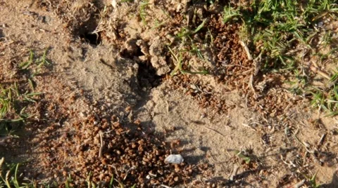 Ants road 스톡 동영상 41798373