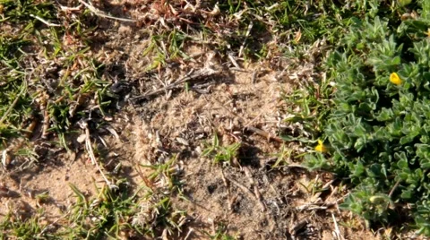 Ants road Stock Footage 41798414