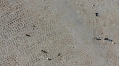 Ants road Stock-Footage 41798507