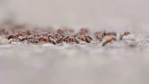 Ant's on road Stock Footage 105677914