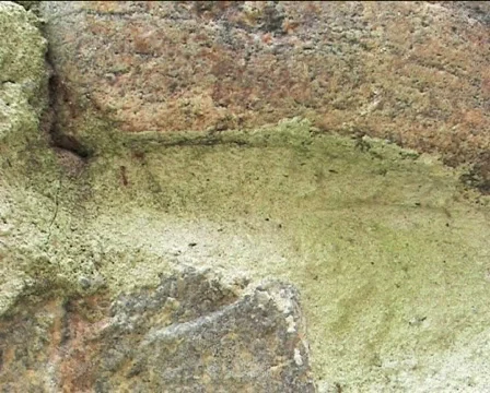 Ants on the rock 1 Video stock 82488
