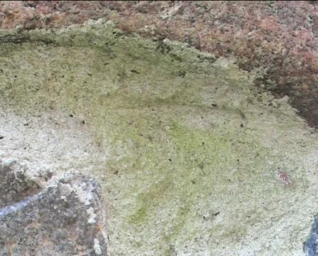 Ants on the rock 4 Video stock 82495