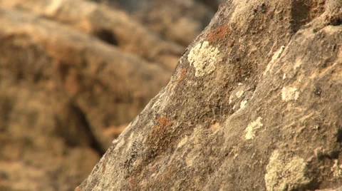 Ants on a rock Stock Footage 36579442