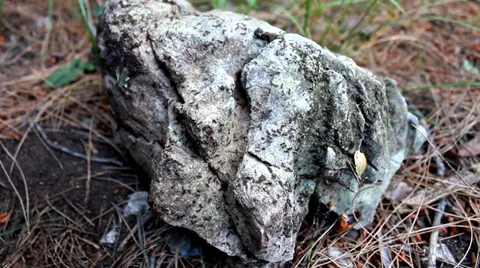 Ants on the Rock Stock Footage 39497120