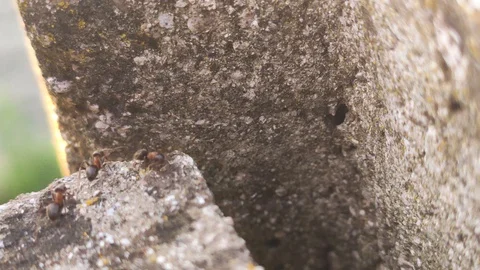 Ants on the rock Stock Footage 128697568