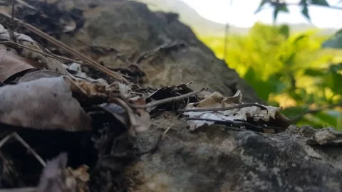 Ants on the rock Stock Footage 206099882