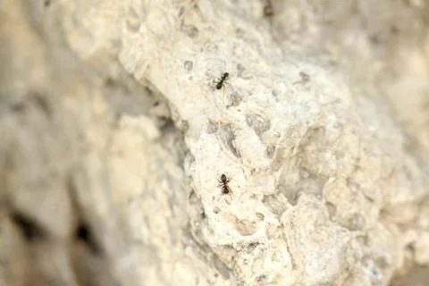 Ants on the rock, macro view 写真素材