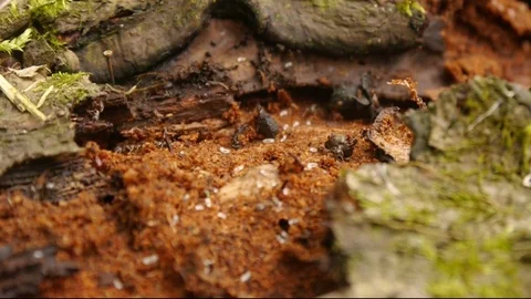 Ants on the rotten stump Stockbeeldmateriaal 75614564