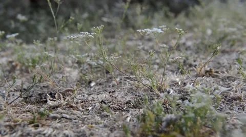 Ants in a Row Stock Footage 64187544