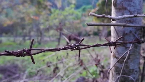 Ants run along barbed wire. Video stock 122505808